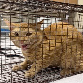 A613324 -  Domestic Medium Hair Cat for Adoption in Modesto, California - A613324 | PetCurious
