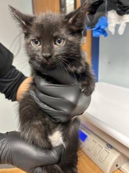 Mini Muffin (purple) -  Domestic Short Hair Cat for Adoption in Largo, Florida - Mini Muffin (purple) | PetCurious