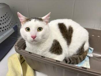 Gelato Heart -  Domestic Short Hair Cat for Adoption in Kansas City, Missouri - Gelato Heart | PetCurious