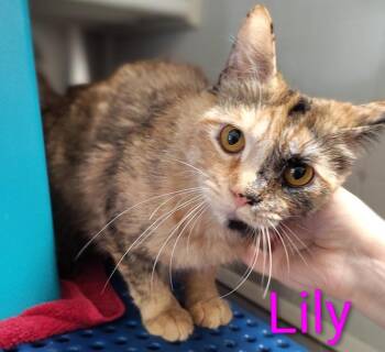 Lily -  Domestic Medium Hair Cat Available for Adoption in Mena, Arkansas - Lily | PetCurious