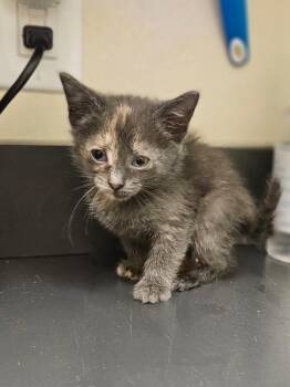 Stardust -  Domestic Short Hair Cat for Adoption in Disputanta, Virginia - Stardust | PetCurious