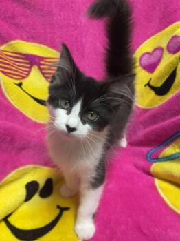 Echo -  Domestic Long Hair Cat for Adoption in Jackson, Michigan - Echo | PetCurious