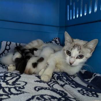 Rescue Domestic Short Hair Cats for Adoption in Kyle, Texas - GOLDEN HOUR | PetCurious