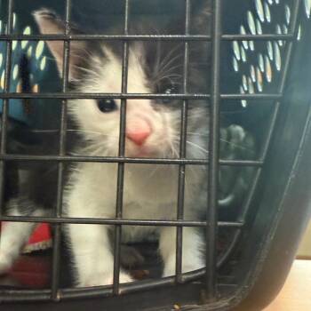 Meatball Sub Sandwich -  Domestic Short Hair Cat for Adoption in Winston-salem, North Carolina - Meatball Sub Sandwich | PetCurious