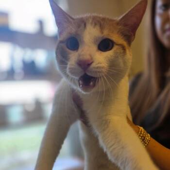 Domestic Short Hair Cats Available for Adoption in Corinth, Mississippi - Goose | PetCurious