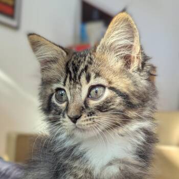 Charlie -  Domestic Short Hair Cat for Adoption in Houston, Texas - Charlie | PetCurious