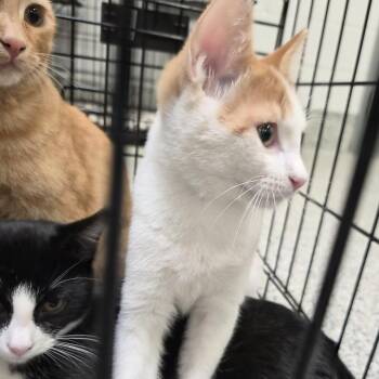 Randy -  Domestic Short Hair Cat for Adoption in Salt Lake City, Utah - Randy | PetCurious