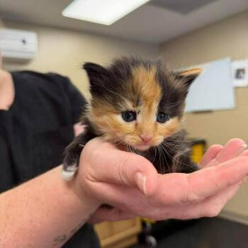 Domestic Short Hair Cats Available for Adoption - Nutmeg In Frederick, MD | PetCurious