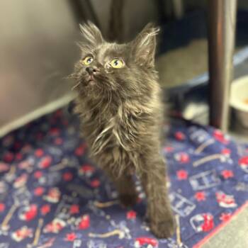 Koala -  Domestic Long Hair Cat for Adoption in Casa Grande, Arizona - Koala | PetCurious