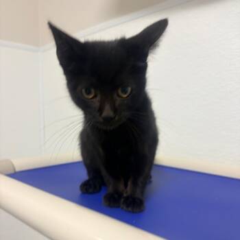 Gabe -  Domestic Short Hair Cat for Adoption in Clearwater, Florida - Gabe | PetCurious
