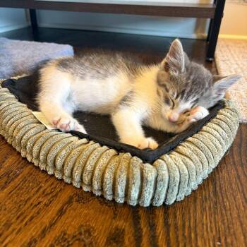 Carmy -  Domestic Short Hair Cat for Adoption in Skokie, Illinois - Carmy | PetCurious