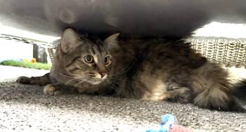 Domestic Medium Hair Cats Available for Adoption in Carson City, Nevada - Jade | PetCurious