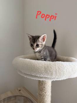 Poppi -  Domestic Short Hair Cat for Adoption in Lafayette, Colorado - Poppi | PetCurious