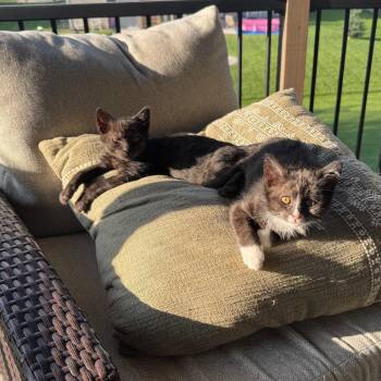 Jam -  Domestic Short Hair Cat for Adoption in Buffalo, Minnesota - Jam | PetCurious