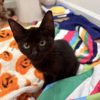 Jemma -  Domestic Short Hair Cat for Adoption in Houston, Texas - Jemma | PetCurious
