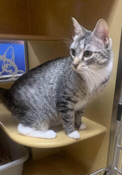 Posey -  Domestic Short Hair Cat for Adoption in Port Jefferson Station, New York - Posey | PetCurious