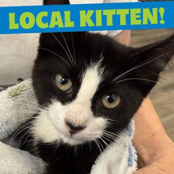 LOCAL KITTEN, Yeti -  Domestic Short Hair Cat for Adoption in Scituate, Rhode Island - LOCAL KITTEN, Yeti | PetCurious