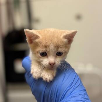Roller Dog -  Domestic Short Hair Cat for Adoption in Charlottesville, Virginia - Roller Dog | PetCurious