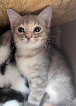Evie -  Domestic Short Hair Cat for Adoption in Ruskin, Florida - Evie | PetCurious