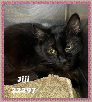 JIJI see also CRANJIS -  Domestic Long Hair and Bombay Cat for Adoption in Marietta, Georgia - JIJI See Also CRANJIS | PetCurious