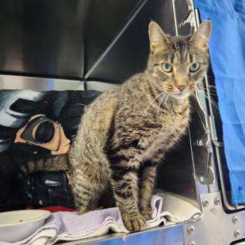 Lyric -  Domestic Short Hair Cat for Adoption in Walker, Michigan - Lyric | PetCurious