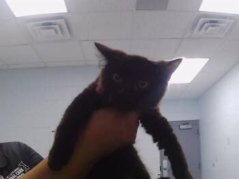 A1269043 -  Domestic Long Hair Cat for Adoption in Charlotte, North Carolina - A1269043 | PetCurious