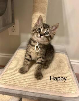 Tabby and Domestic Short Hair Cats Available for Adoption in Buford, Georgia - Happy | PetCurious