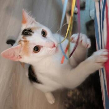 Lucy -  Domestic Short Hair Cat for Adoption in Long Beach, California - Lucy | PetCurious