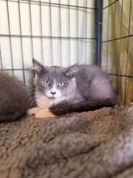 Winston -  Domestic Long Hair Cat for Adoption in Crown Point, Indiana - Winston | PetCurious