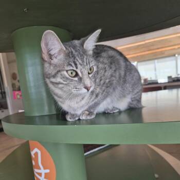 Luna -  American Shorthair Cat for Adoption in Bentonville, Arkansas - Luna | PetCurious