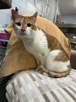 Domestic Short Hair Cats Available for Adoption - Fitz *DECLAWED* | PetCurious