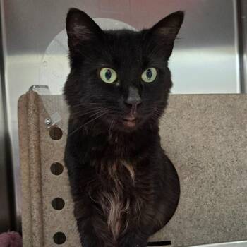 SWEENY -  Domestic Short Hair Cat for Adoption in Methuen, Massachusetts - SWEENY | PetCurious
