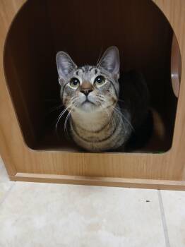 Sakura -  Domestic Short Hair Cat for Adoption in The Colony, Texas - Sakura | PetCurious