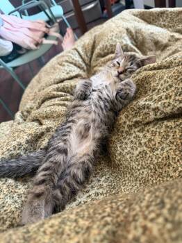 Gidget -  Domestic Short Hair Cat for Adoption in Jersey City, New Jersey - Gidget | PetCurious