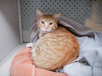 Domestic Short Hair Cats Available for Adoption - MANJA | PetCurious