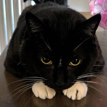 Loki -  American Shorthair Cat for Adoption in Brea, California - Loki | PetCurious