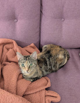 Rescue Domestic Short Hair Cats for Adoption - Rosalina | PetCurious