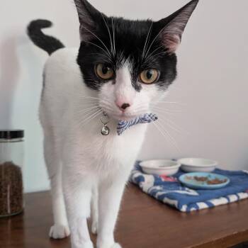 Tajin Jalapeno (TJ) -  Domestic Short Hair Cat for Adoption in New York, New York - Tajin Jalapeno (TJ) | PetCurious