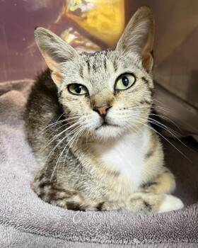 Keegan -  Domestic Short Hair Cat for Adoption in Little Rock, Arkansas - Keegan | PetCurious