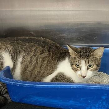 Domestic Short Hair Cats Available for Adoption in Port Charlotte, Florida - Nora | PetCurious