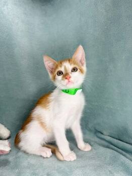 Bruce -  Turkish Van Cat for Adoption in Tavares, Florida - Bruce | PetCurious