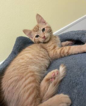 Rescue Domestic Short Hair Cats for Adoption in Indiana, Pennsylvania - Fennel | PetCurious