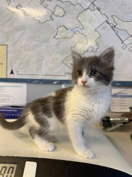 Domestic Short Hair Cats Available for Adoption in San Jose, California - A1406007 | PetCurious
