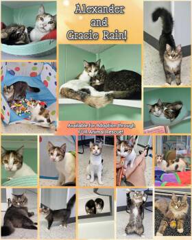 Rescue Domestic Short Hair Cats for Adoption in North Platte, Nebraska - Alexander And Gracie Rain | PetCurious