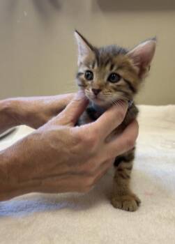 Mirahz -  Domestic Short Hair Cat for Adoption in Fishers, Indiana - Mirahz | PetCurious