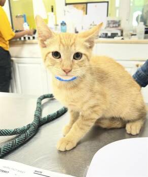 SOUFFLE -  Domestic Short Hair Cat Available for Adoption - SOUFFLE | PetCurious