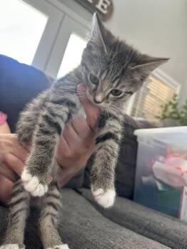 Tulip Jones -  Domestic Short Hair Cat Available for Adoption in Clarksville, Tennessee - Tulip Jones | PetCurious