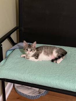 Liberty Bell -  Domestic Short Hair Cat for Adoption in Denver, Colorado - Liberty Bell | PetCurious