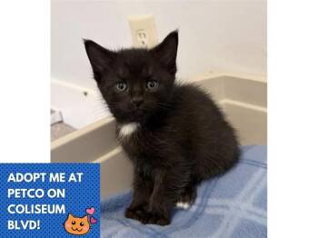 BARRACUDA -  Domestic Short Hair Cat for Adoption in Fort Wayne, Indiana - BARRACUDA | PetCurious