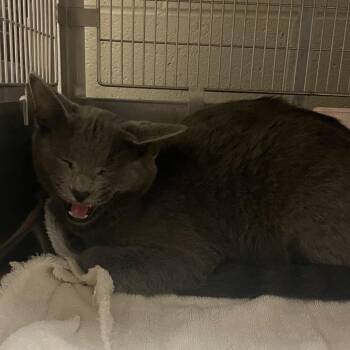 Pumice -  Domestic Short Hair Cat for Adoption in Bristol, Indiana - Pumice | PetCurious